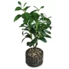 Magnolia Plant, (20”) -Broyhill Sales Store 810498399