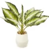 Zebra Plant In Ceramic Pot 1 Zebra Plant In Ceramic Pot -Broyhill Sales Store 810509522