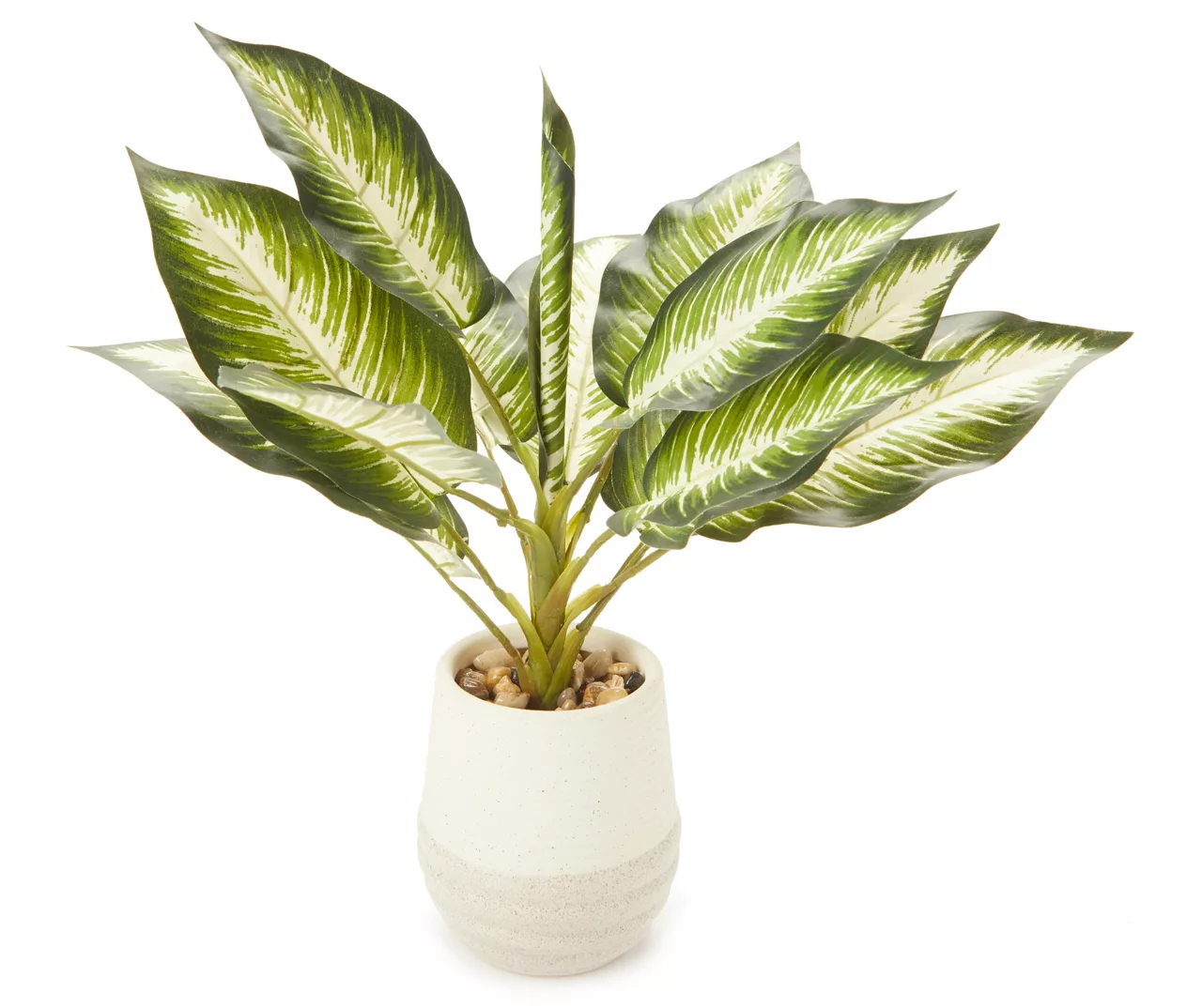 Zebra Plant In Ceramic Pot 3 Zebra Plant In Ceramic Pot