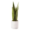 Wild Sedona Artificial Snake Plant With White Ceramic Pot -Broyhill Sales Store 810604547 A0